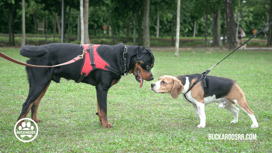 quality dog training leadership skills 6 quality dog training leadership skills