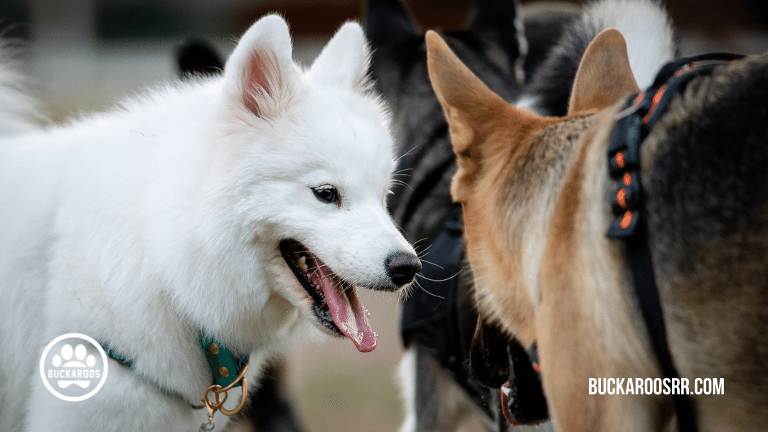 quality dog training leadership skills 7 quality dog training leadership skills