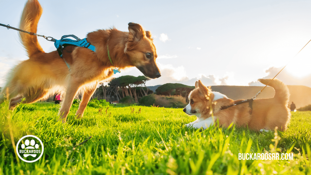 quality dog training leadership skills 9 quality dog training leadership skills
