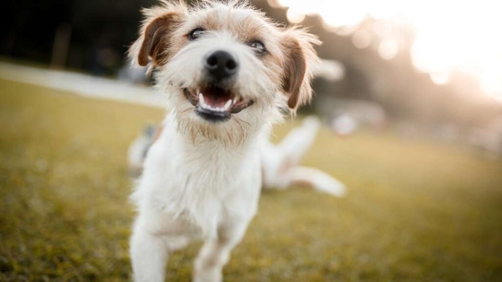 10 Ways To Prevent Losing Your Dog When Disaster Strikes 10 10 Ways To Prevent Losing Your Dog When Disaster Strikes https://360dogcare.com/2022/06/25/losing-your-dog-when-disaster-strikes/