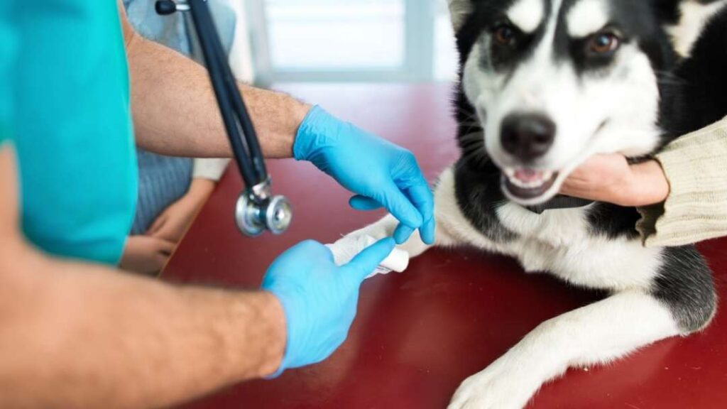 10 Ways To Prevent Losing Your Dog When Disaster Strikes 9 10 Ways To Prevent Losing Your Dog When Disaster Strikes https://360dogcare.com/2022/06/25/losing-your-dog-when-disaster-strikes/