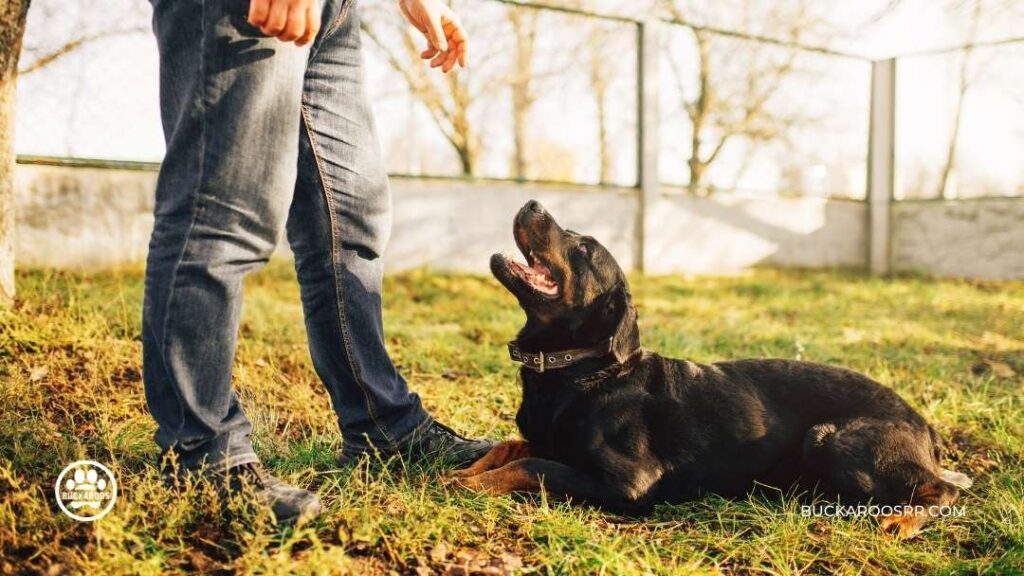How To take a Dog to The Workplace 6 How To take a Dog to The Workplace https://360dogcare.com/2022/06/20/how-to-take-a-dog-to-the-workplace/