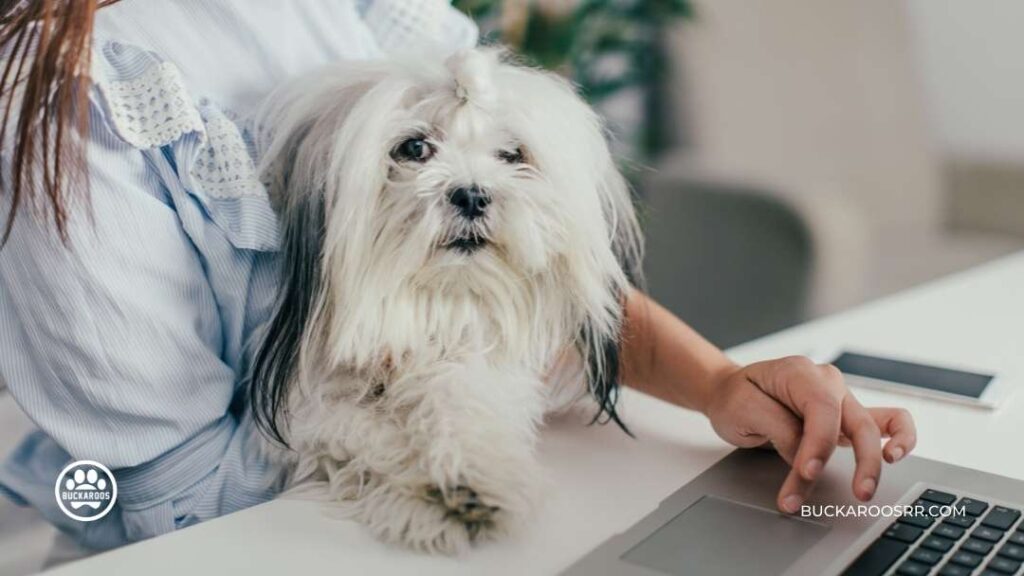 How To take a Dog to The Workplace 7 How To take a Dog to The Workplace https://360dogcare.com/2022/06/20/how-to-take-a-dog-to-the-workplace/