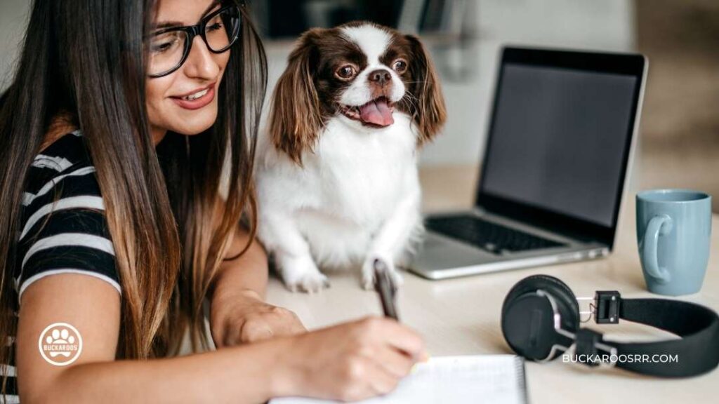 How To take a Dog to The Workplace 8 How To take a Dog to The Workplace https://360dogcare.com/2022/06/20/how-to-take-a-dog-to-the-workplace/