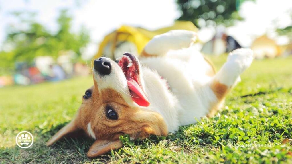 How to understand your dog's body language 2 dog's body language | Buckaroos 360 Dog care