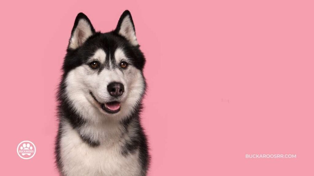 How to understand your dog's body language 3 dog's body language | Buckaroos 360 Dog care