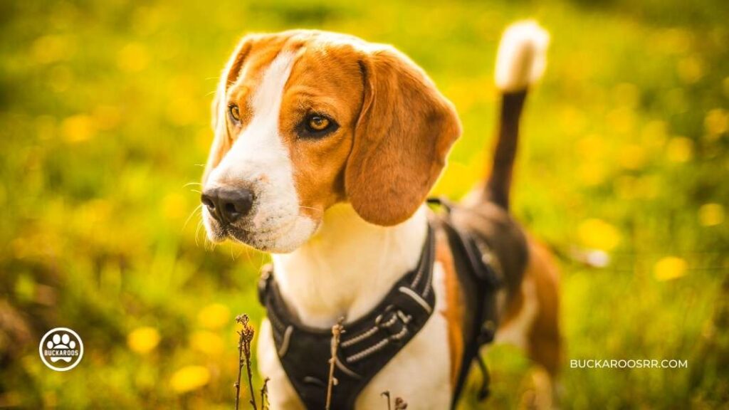 How to understand your dog's body language 5 dog's body language | Buckaroos 360 Dog care