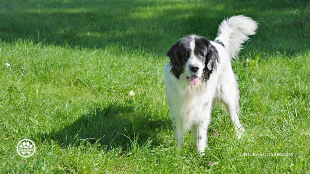 How to understand your dog's body language 6 dog's body language | Buckaroos 360 Dog care