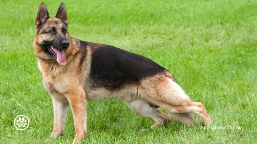 How to understand your dog's body language 7 dog's body language | Buckaroos 360 Dog care