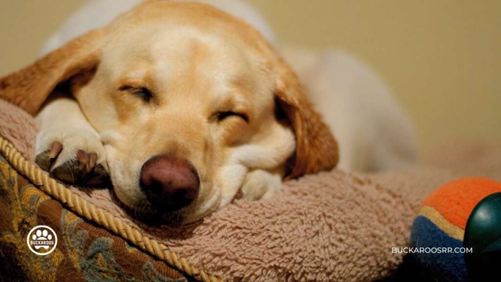 6 Low Cost DIY Crafts To Support Your Local Dog Shelter 1 6 Low Cost DIY Crafts To Support Your Local Dog Shelter