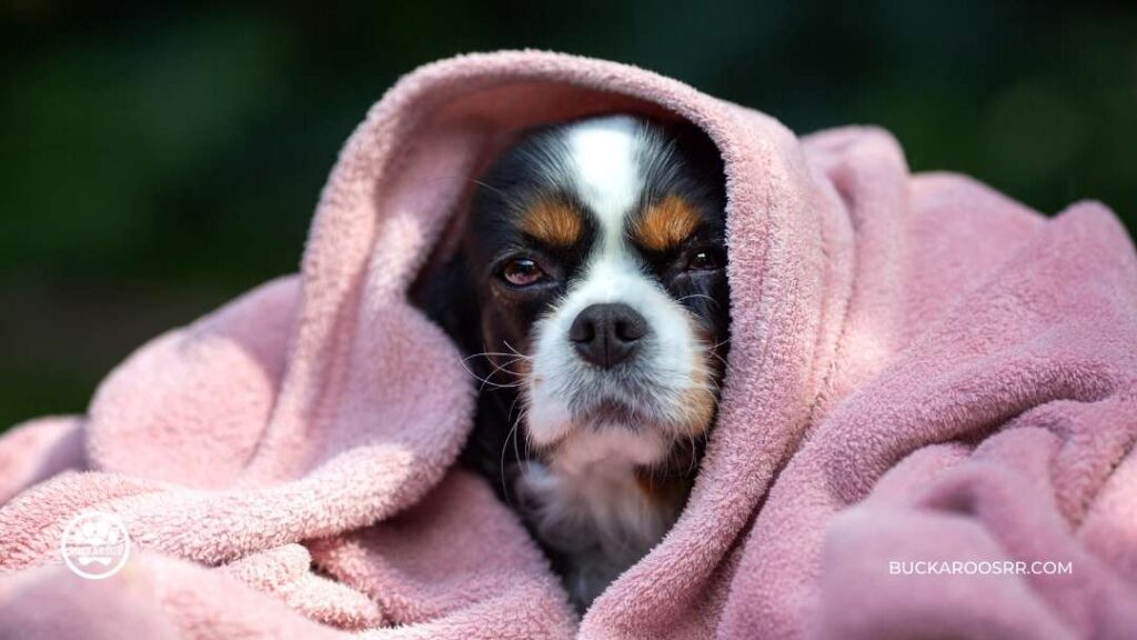 6 Low Cost DIY Crafts To Support Your Local Dog Shelter 2 6 Low Cost DIY Crafts To Support Your Local Dog Shelter