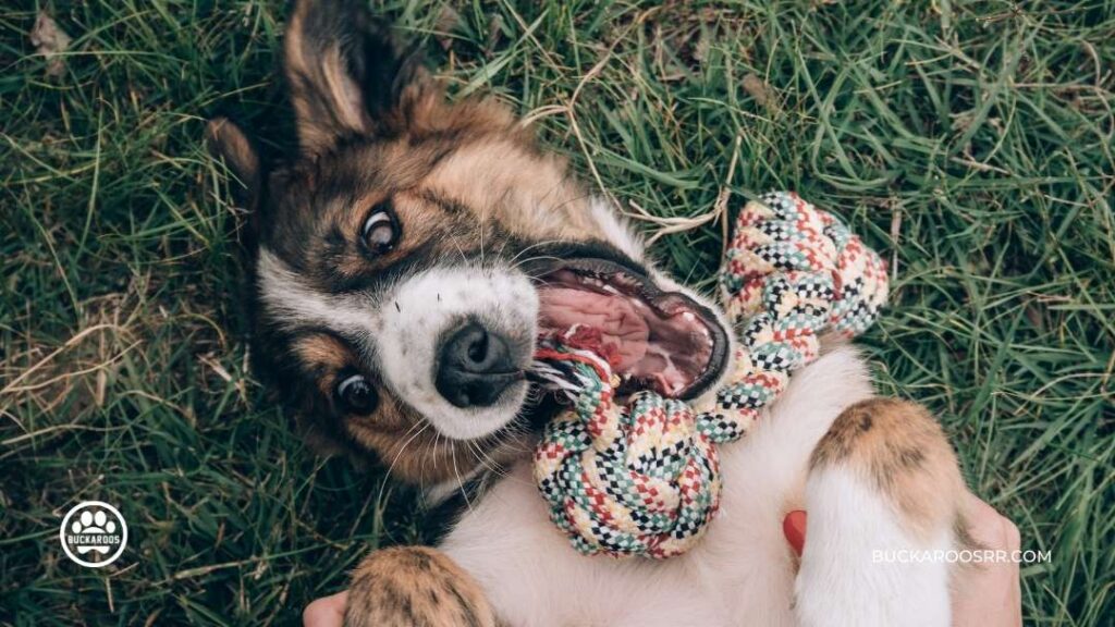6 Low Cost DIY Crafts To Support Your Local Dog Shelter 3 6 Low Cost DIY Crafts To Support Your Local Dog Shelter