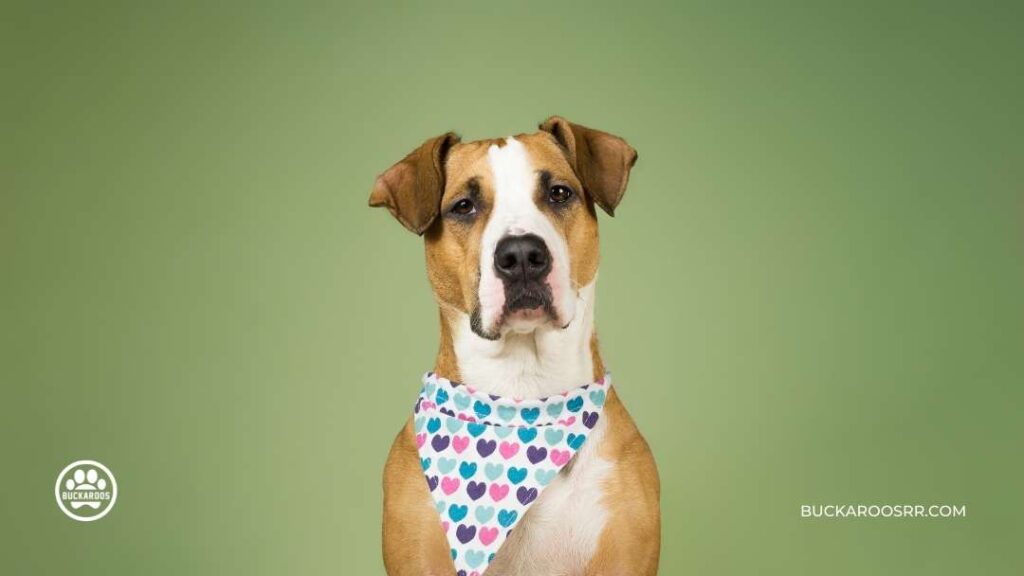 6 Low Cost DIY Crafts To Support Your Local Dog Shelter 4 6 Low Cost DIY Crafts To Support Your Local Dog Shelter