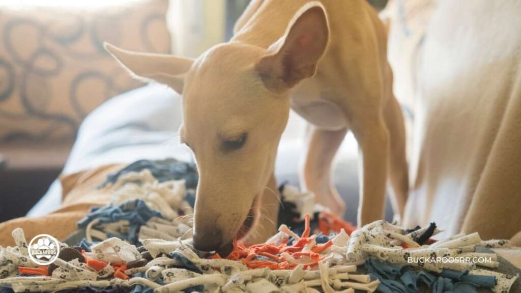 6 Low Cost DIY Crafts To Support Your Local Dog Shelter 6 6 Low Cost DIY Crafts To Support Your Local Dog Shelter