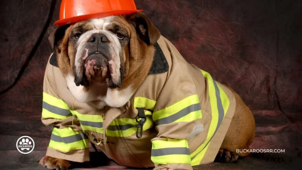 6 Preventive Steps For National Pet Fire Safety Day! 1 Pet Fire Safety