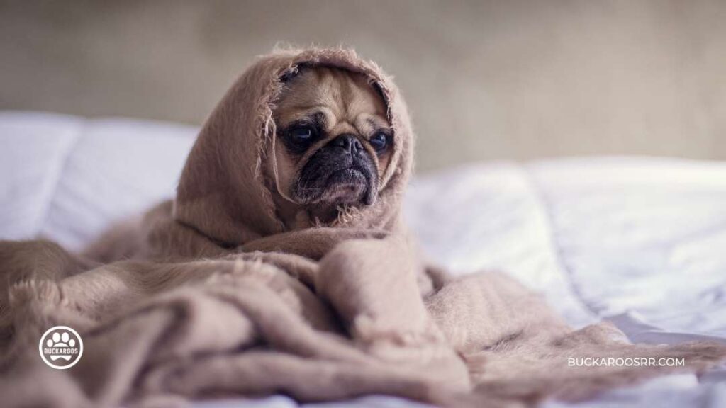 6 Preventive Steps For National Pet Fire Safety Day! 13 Pet Fire Safety