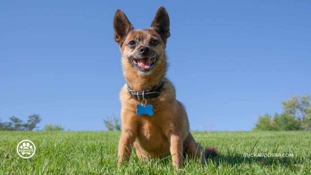 6 Preventive Steps For National Pet Fire Safety Day! 7 Pet Fire Safety