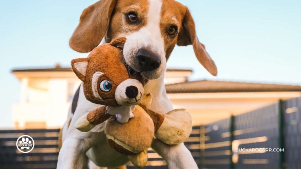 6 Preventive Steps For National Pet Fire Safety Day! 9 Pet Fire Safety