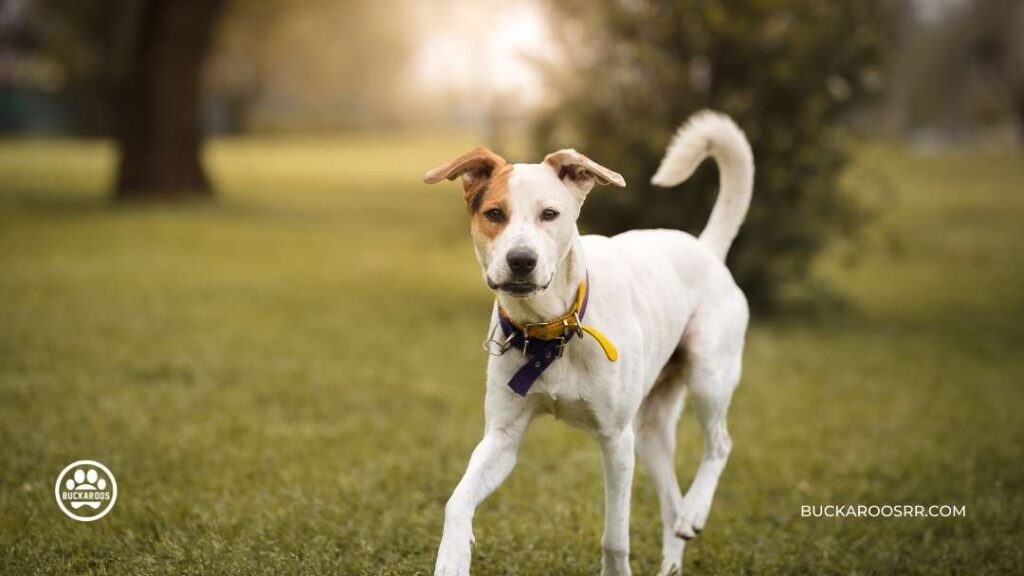 Top 7 Reasons Why Mutt Dogs Are The Best!! 1 Mutt Dogs Are The Best