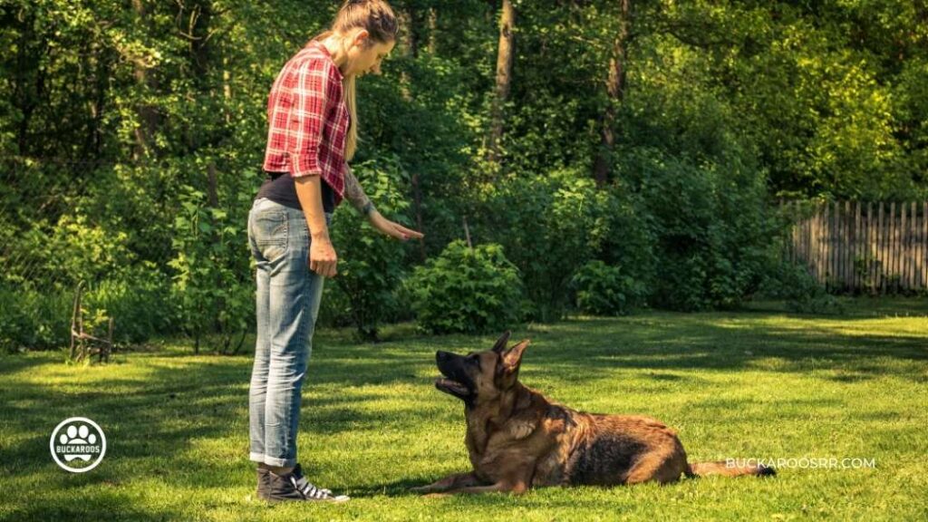 5 Easy Steps to Teach a Dog to Lay Down 4 Teach a Dog to Lay Down