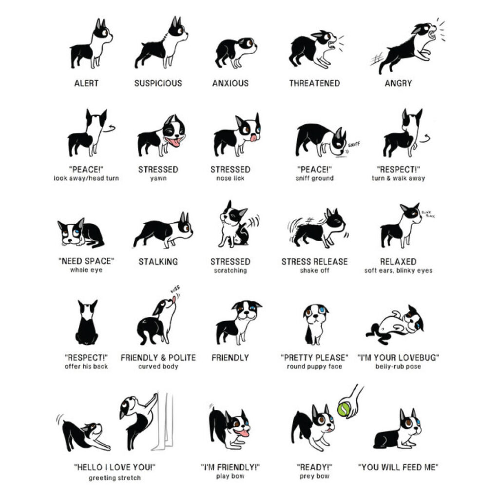 How to understand your dog's body language 1 dog's body language | Buckaroos 360 Dog care