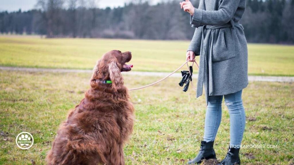 WHY IS MY DOG IGNORING ME? DOG TRAINING TIPS 2 dog training