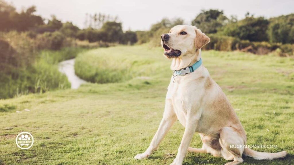WHY IS MY DOG IGNORING ME? DOG TRAINING TIPS 3 dog training