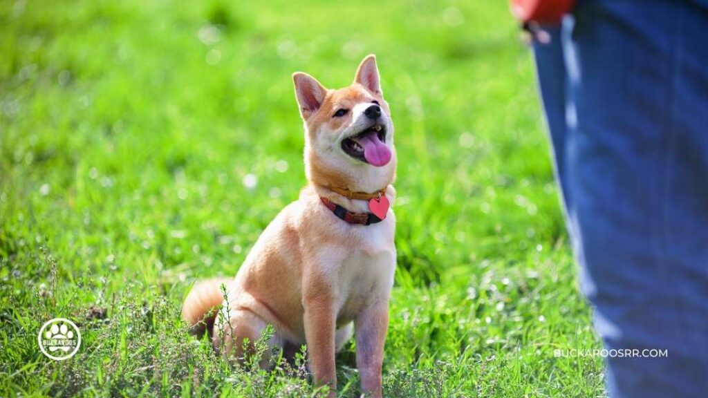 WHY IS MY DOG IGNORING ME? DOG TRAINING TIPS 4 dog training