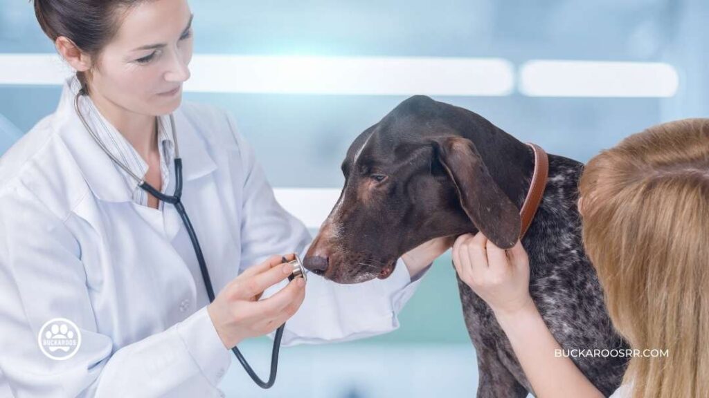 WHY IS MY DOG IGNORING ME? DOG TRAINING TIPS 6 dog training