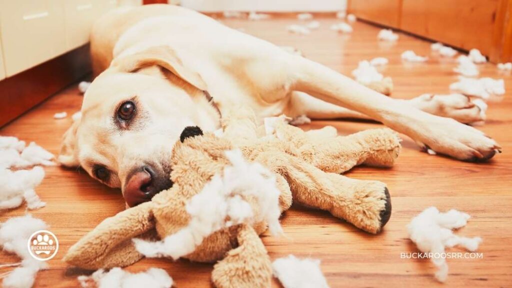 WHY IS MY DOG IGNORING ME? DOG TRAINING TIPS 7 dog training