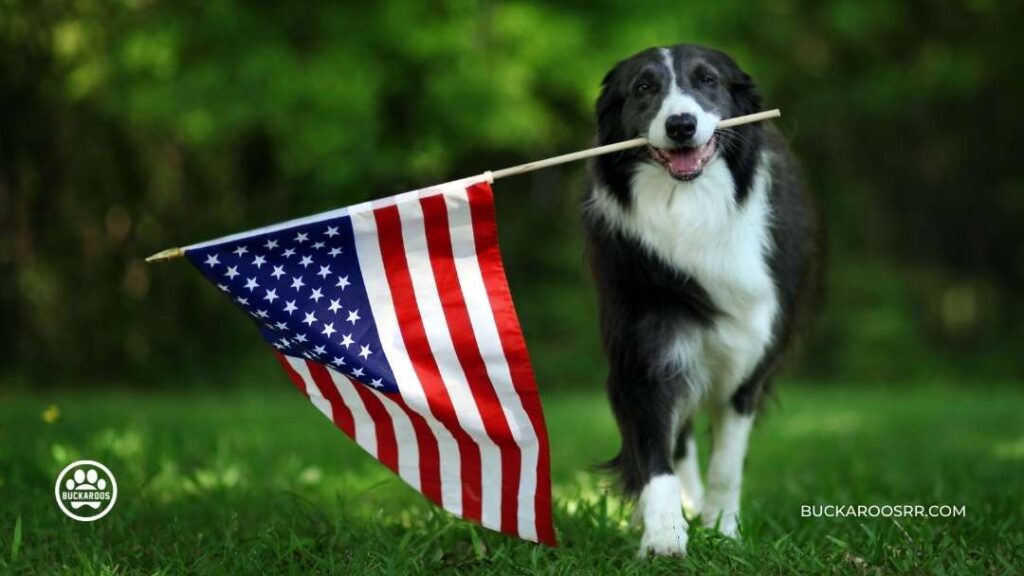 8 ways to prepare your dog for fireworks on the 4th of July, 2022. 1 prepare your dog for fireworks on the 4th of July