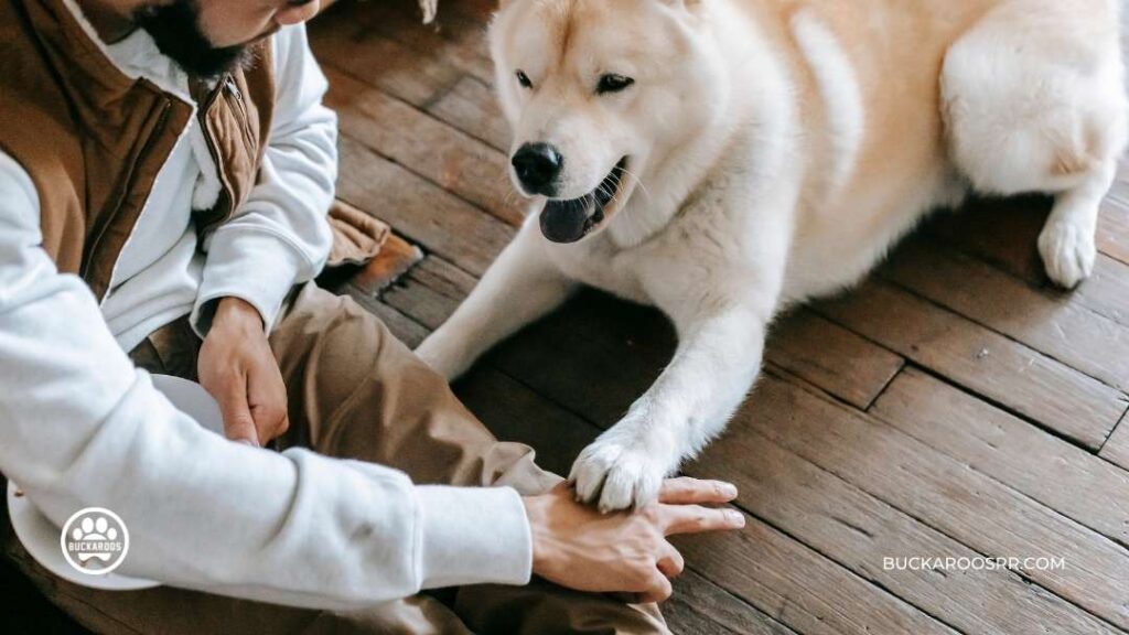 8 ways to prepare your dog for fireworks on the 4th of July, 2022. 2 prepare your dog for fireworks on the 4th of July