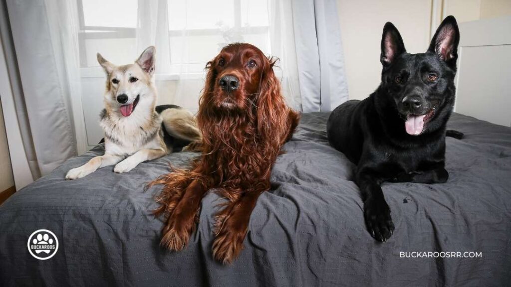 8 ways to prepare your dog for fireworks on the 4th of July, 2022. 3 4th of July
