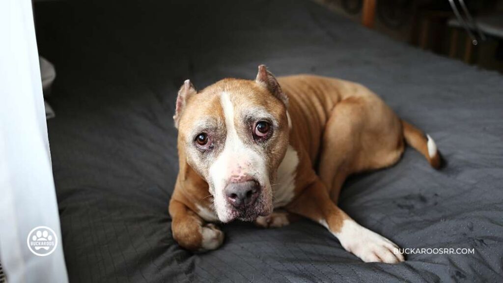8 ways to prepare your dog for fireworks on the 4th of July, 2022. 4 independence day
