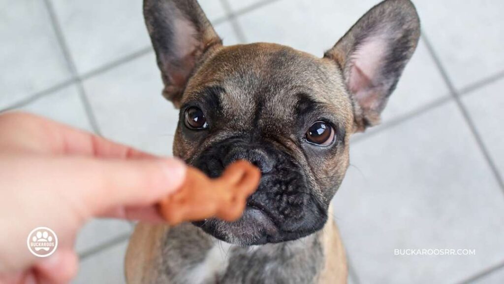 8 ways to prepare your dog for fireworks on the 4th of July, 2022. 6 safe place for dogs during fireworks