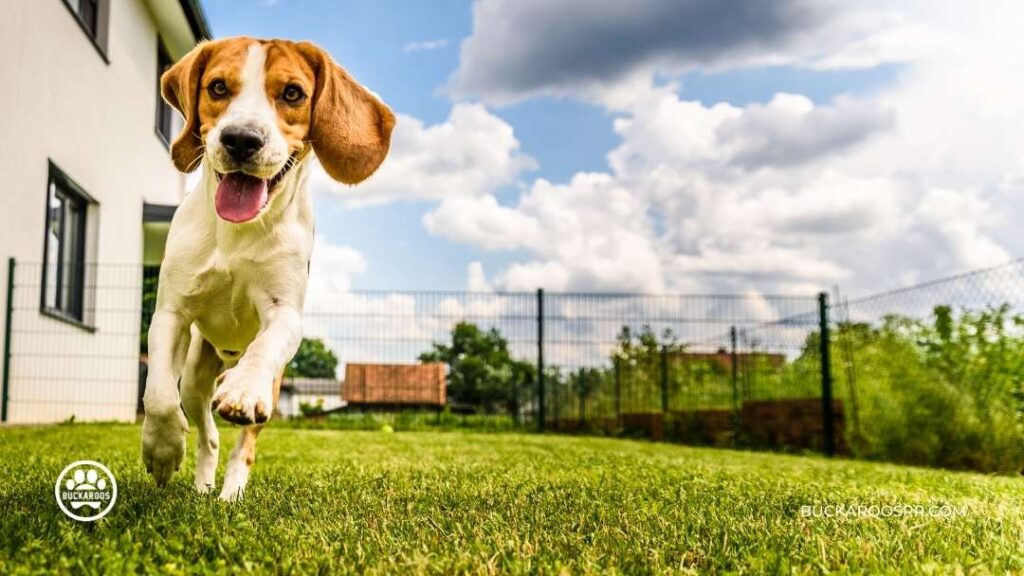 8 ways to prepare your dog for fireworks on the 4th of July, 2022. 7 safe place for dogs during fireworks