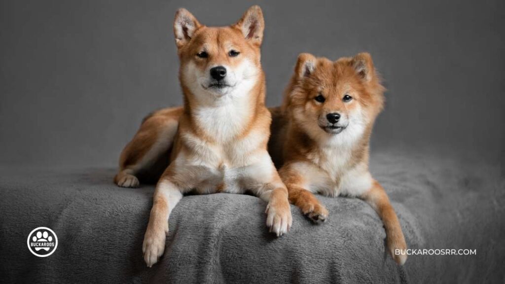 8 ways to prepare your dog for fireworks on the 4th of July, 2022. 9 prepare your dog for fireworks on the 4th of July