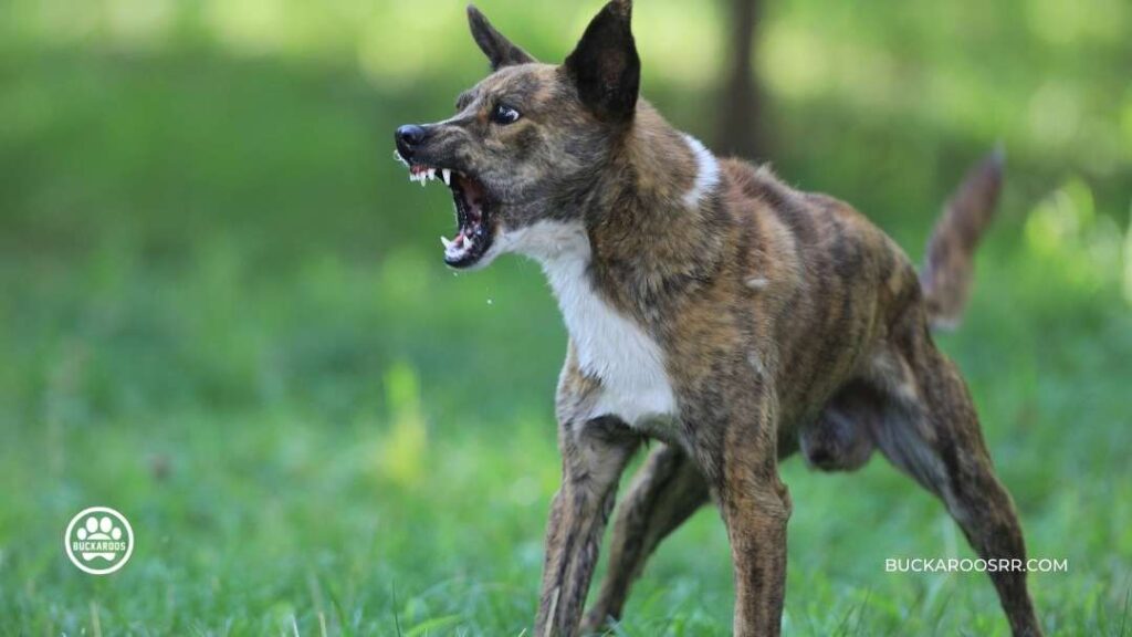 Top 4 triggers for aggression in dogs and How to deal with them 1 triggers for aggression in dogs
