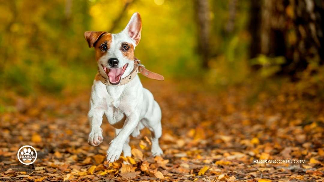 6 Simple Steps To Walk Your Dog With Ease 1 Walk Your Dog