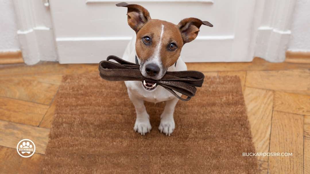 6 Simple Steps To Walk Your Dog With Ease 2 Walk Your Dog