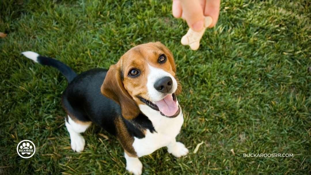 6 Simple Steps To Walk Your Dog With Ease 3 6-Simple-Steps-To-Walk-Your-Dog-With-Ease