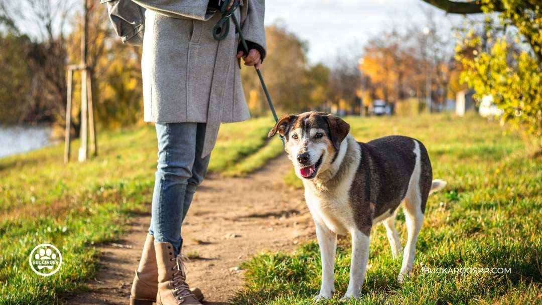 6 Simple Steps To Walk Your Dog With Ease 4 dog training