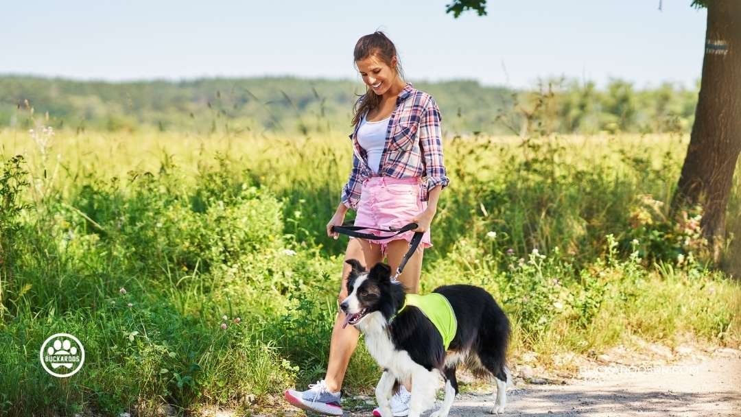 6 Simple Steps To Walk Your Dog With Ease 5 buckaroos dog training
