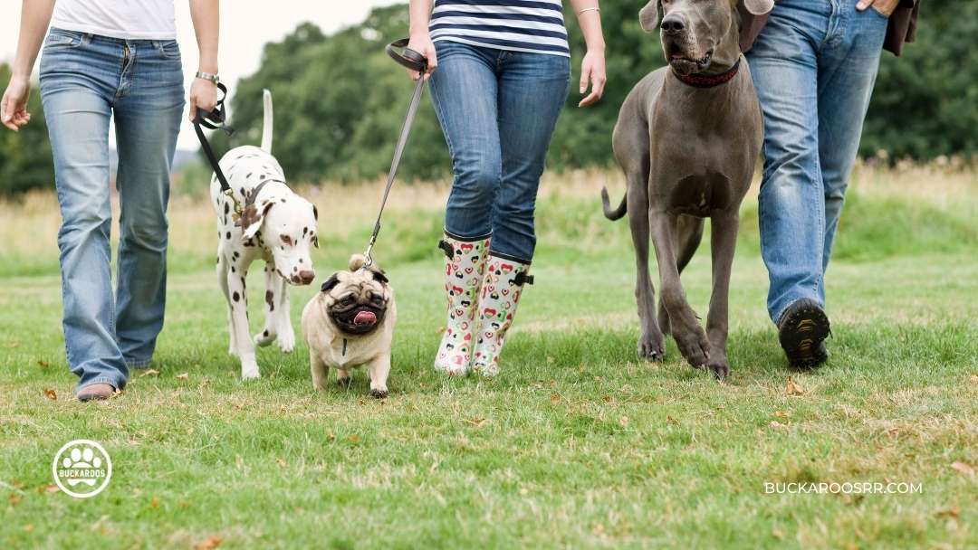 6 Simple Steps To Walk Your Dog With Ease 6 6-Simple-Steps-To-Walk-Your-Dog-With-Ease