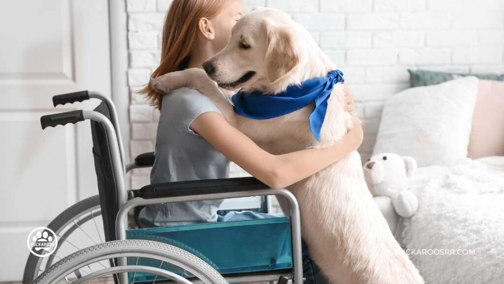 7 Interesting Facts about Assistance Dogs 1 7 Interesting Facts about Assistance Dogs https://360dogcare.com/2022/08/21/facts-about-assistance-dogs-2/