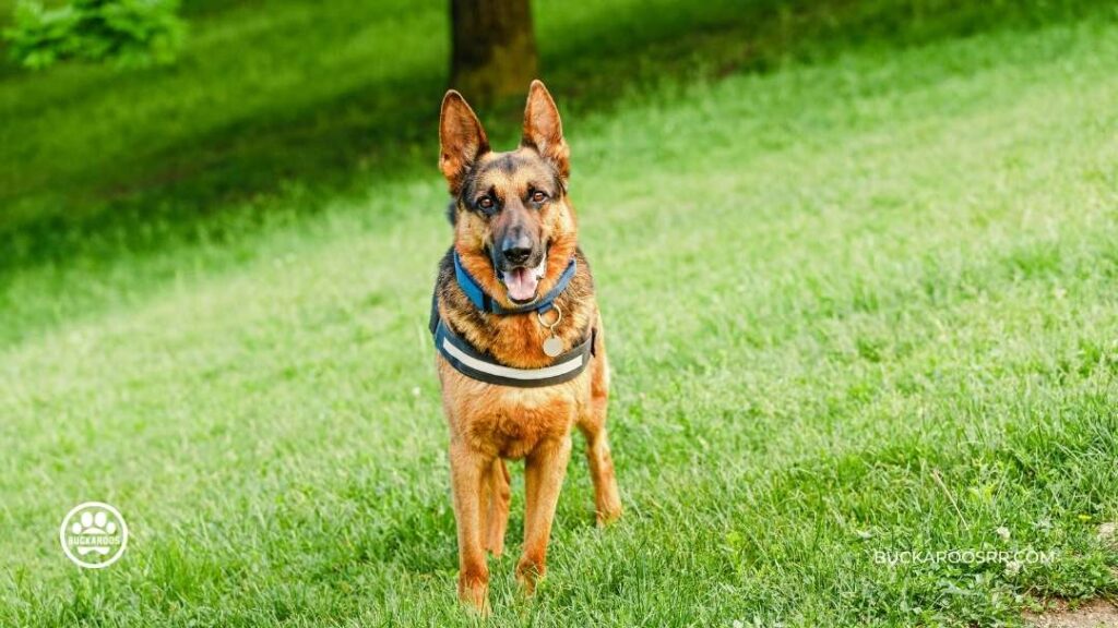 7 Interesting Facts about Assistance Dogs 4 Assistance Dogs