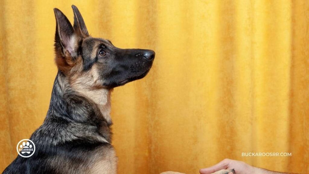 7 Interesting Facts about Assistance Dogs 7 Service dog