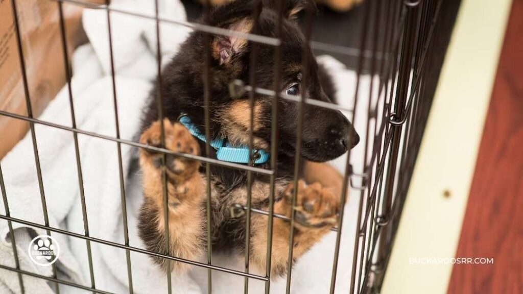 Importance of Crate Training your Dog 8 Importance of Crate Training your Dog