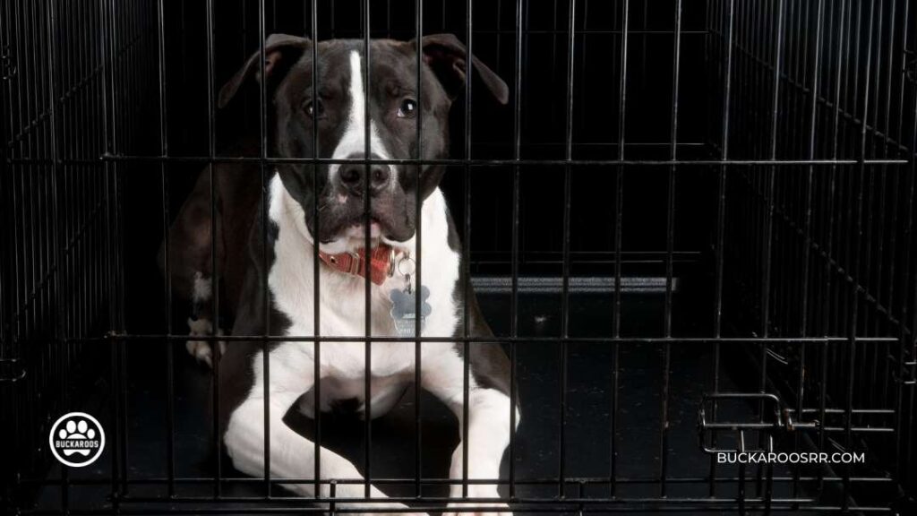 Importance of Crate Training your Dog 4 Importance of Crate Training your Dog