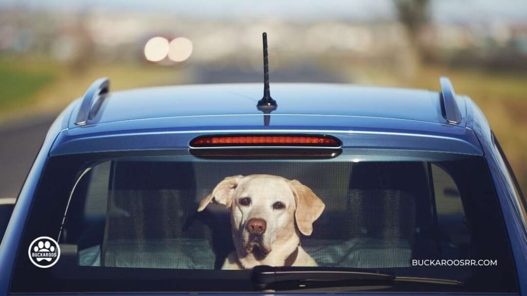 Importance of Crate Training your Dog 5 Importance of Crate Training your Dog